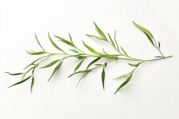 Wall Mural - Dried tarragon on white background, isolated, culinary herb, food ingredient