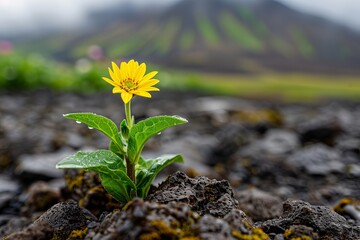 Poster - A vibrant yellow flower thrives amid rocky terrain, showcasing resilience in nature's embrace. Life Amidst Cold Volcanic Rock, Lonely Bloom