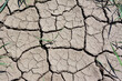 © Irina - Parched Earth with cracks and some green seedlings