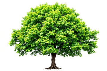 Poster - Vibrant green tree with dense foliage on a bright white background.