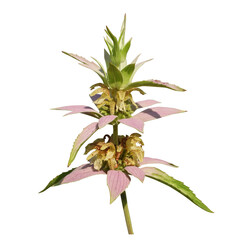 Wall Mural - Monarda punctata | Spotted Horsemint | Spotted Beebalm | Native North American Wildflower Isolated
