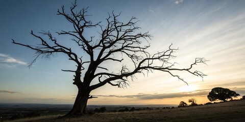 Wall Mural - Stark Silhouette: Lone Dead Tree Against Tranquil Sky - High-Contrast Nature Photography