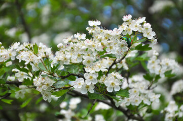 Wall Mural - Hawthorn (Crataegus) blooms in nature