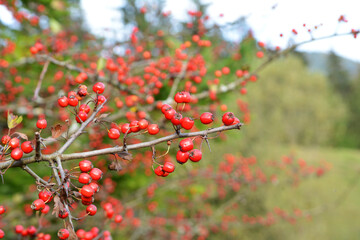 Wall Mural - Ripened hawthorn (crataegus) berries