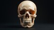 © nattapon - A detailed anatomical skull is presented against a dark background, showcasing its intricate structure, This image can be used for educational materials in biology, medicine, or art,