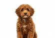 © PP Creative - A cute medium sized brown fluffy dog sitting upright with a curly coat and an attentive expression isolated on a white background