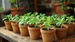© BlackBird Studio - Fresh Green Seedlings in Terracotta Pots on Rustic Wooden Table