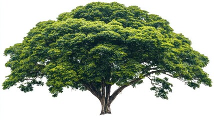 Lush green tree isolated on white background, nature, environment, design