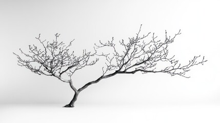 winter tree branch studio shot, white background, minimalist design, nature photography