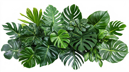 Wall Mural - Tropical leaves and foliage arranged as a nature backdrop, isolated on white (clipping path included).