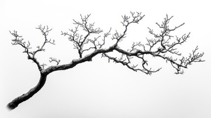 Winter tree branch, isolated on white, minimalist nature, design element