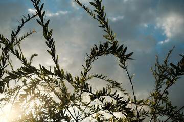 Wall Mural - A tree with many branches and leaves, with a cloudy sky in the background