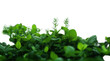 © Lilia - Close-up of fresh green herbs with delicate white flowers, symbolizing freshness and nature, perfect for plant and gardening content on transparent background.