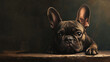 © Dusit - A French bulldog with doubtful expression resting on surface