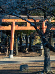 Wall Mural - 神社で休む奈良公園の鹿