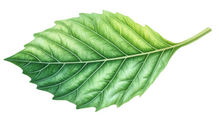 Fototapete - Realistic green leaf showing veins and stem on transparent background