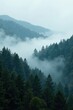 © tpadobestock - Misty grey fog rolls in over a forest landscape, atmosphere, gray-cloud