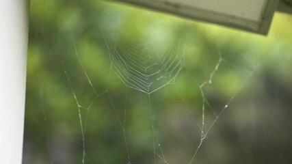 Spiderweb With Blurred Trees and Raindrops In The Background. - closeup shot