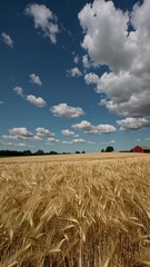 Aufkleber - Golden barley fields stretching under a bright summer sky, a solitary red barn providing contrast on the horizon.
