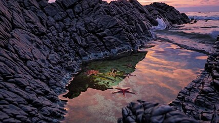 Poster - A reflective tidal pool on a rocky beach at sunset, filled with starfish and shells illuminated by warm, fading light.
