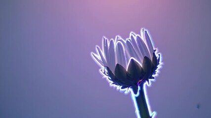 Poster - A dreamlike transitional series of a daisy shifting from a tight bud to a radiant bloom, its transparent petals outlined in gentle neon lines.

