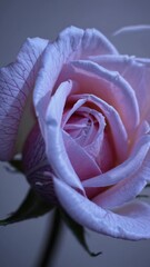 Poster - A macro view of a budding rose captured in a pastel X-ray palette, the emerging petals gently pulsing with subtle, shifting light.
