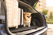 © New Africa - Pembroke Welsh Corgi near suitcases in car trunk