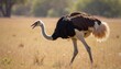 © Irina - Ostrich hunting in the wild grassland during a sunny day