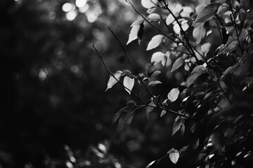 Wall Mural - Monochrome forest leaves backlit, bokeh background, nature photography