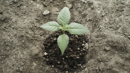 Wall Mural - Young sprout growing from dark soil.