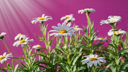 Fototapete - Sunlit white chamomile flowers with yellow centers in lush green foliage against a vibrant pink background with radiant light beams above.