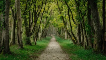 Aufkleber - Serene wooded trail with lush green trees arching over a sandy path, creating a tranquil atmosphere in a vibrant forest setting.