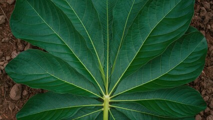 Poster - Close-up of vibrant green Momordica charantia leaves with detailed texture, centered against a rich brown soil background, capturing natural harmony.