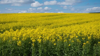 Poster - Vast expanse of bright yellow rapeseed flowers under a blue sky with fluffy white clouds, creating a lively and colorful landscape scene.