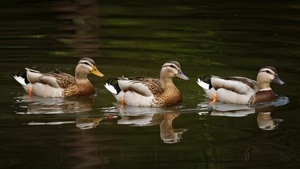 Poster - Three serene ducks gracefully swimming in a pond, featuring lush green reflections in dark water, creating a tranquil atmosphere.
