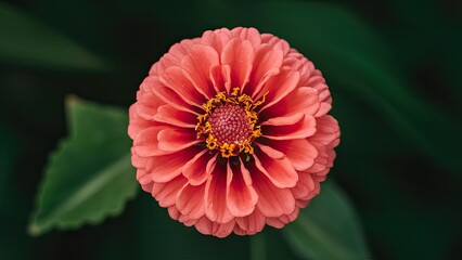 Poster - Zinnia flower in vibrant coral color centered against a lush green background with textured leaves creating a natural, calming atmosphere.