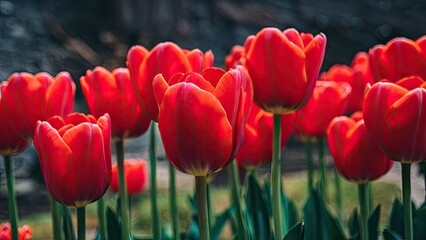 Poster - Vivid red tulips in full bloom surrounded by lush green leaves with a blurred natural background creating a tranquil garden atmosphere