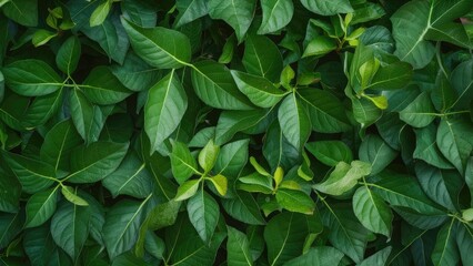 Fototapete - Lush green leaf branches create an intricate floral pattern background with varying shades of green, neatly arranged in a top view perspective.