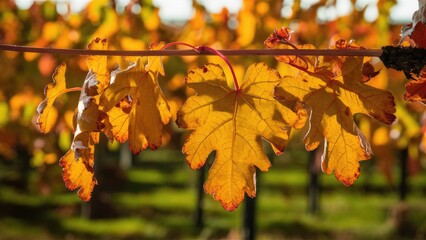 Aufkleber - Vibrant golden vine leaves with red edges hang gracefully on a vine in an autumn vineyard against a blurred green background.