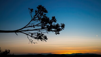 Aufkleber - Silhouetted tree branch against a gradient blue sky at sunset with vibrant orange tones on the horizon and distant mountain outlines.