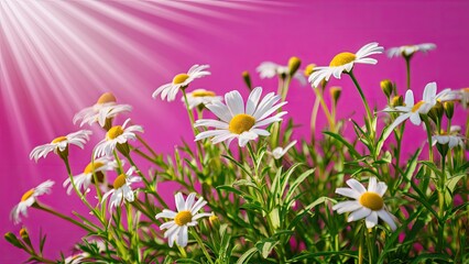 Poster - Bright white chamomile flowers with yellow centers positioned in a lush green arrangement illuminated by sunlight against a vibrant pink background