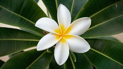 Poster - Fresh plumeria bloom with white petals and yellow center, positioned prominently atop dark green leaves, creating a vibrant tropical atmosphere.