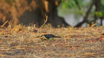 Footage of a crested barbet (Trachyphonus vaillantii) foraging in grass.