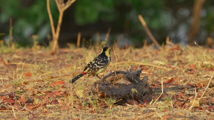 A couple of red-billed hornbill (Tockus erythrorhynchus) foraging in wildlife of south africa.