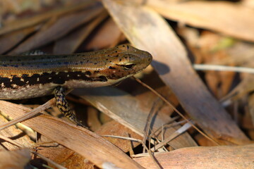 Poster - skink