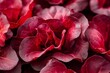 © Ravi - Close up red lettuce in hydroponic farm background, Generative AI