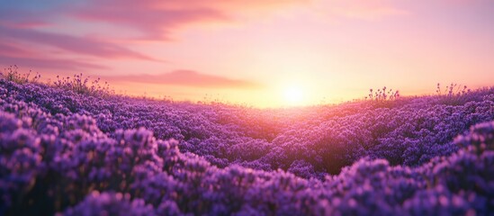 Wall Mural - vibrant field of purple flowers illuminated by a pink sunset with rolling hills in the foreground cr
