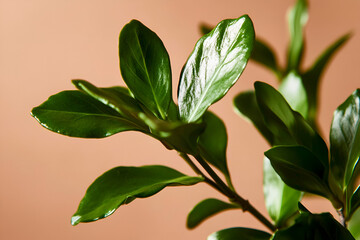 Poster - Green Leaves on a Peach Background: Lush, vibrant green leaves stand out against a soft, peach background, capturing a sense of tranquility and natural beauty in a minimal yet striking still life. 
