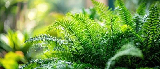 Wall Mural - Close up view of vibrant green ferns in sharp focus with a soft blurred background of diverse garden foliage creating a serene nature scene