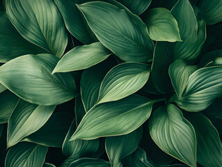 Sticker -  Lush Green Leaf Texture: A close-up, abstract view of vibrant green leaves, forming a natural, textural background that exudes serenity and a sense of calm.  